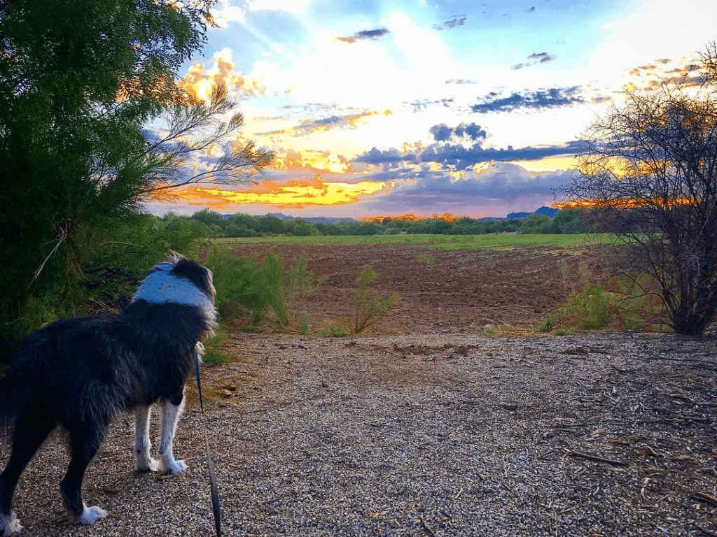 Sunrise at the Riparian Preserve - Start your Gilbert journey with nature's spectacular display.